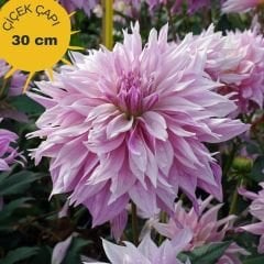 Labyrinth Twotone Dev Dahlia Yıldız Çiçeği Kök - Dalya - Patates Çiçeği  - Lila Ebruli