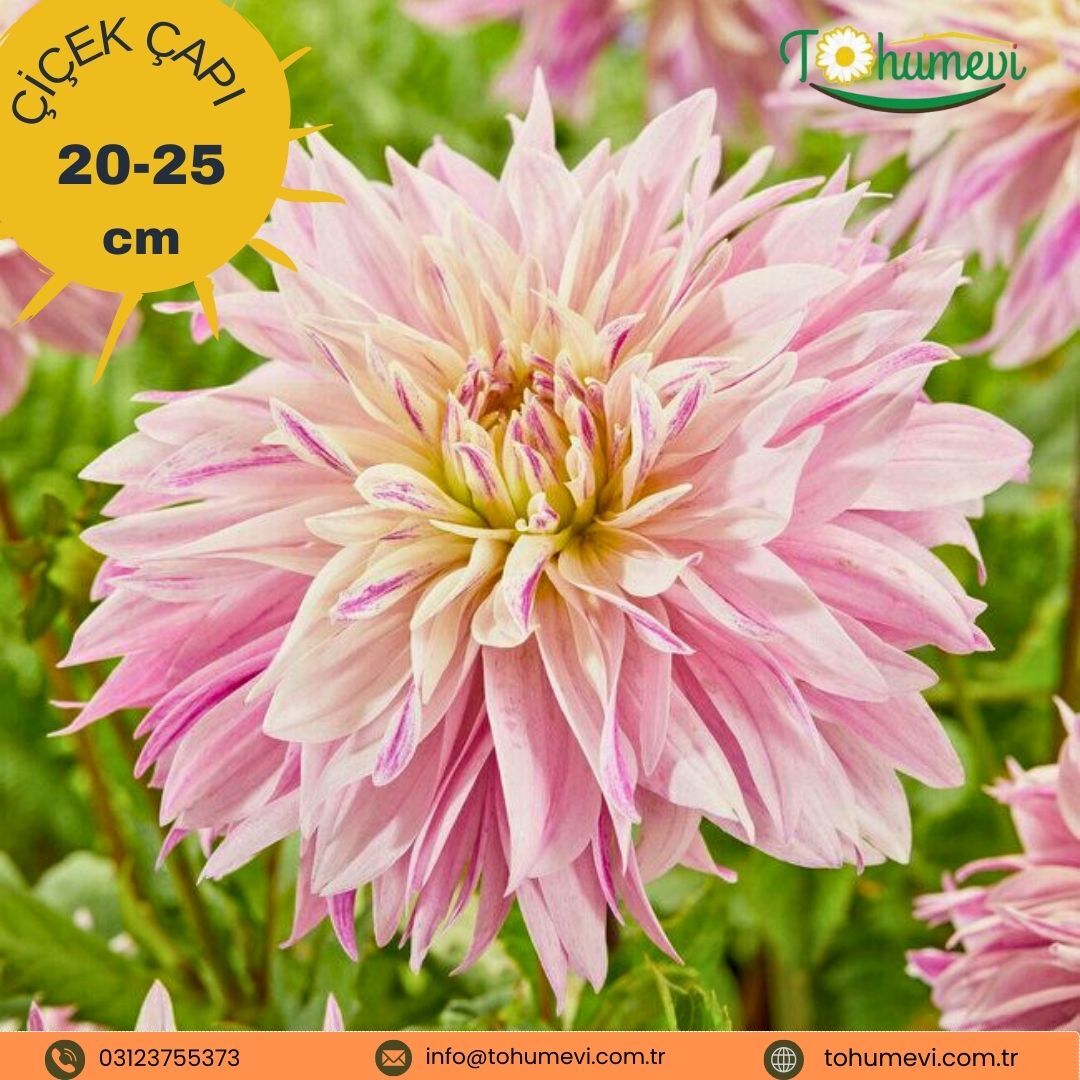 Labyrinth Twotone Dev Dahlia Yıldız Çiçeği Kök - Dalya - Patates Çiçeği  - Lila Ebruli