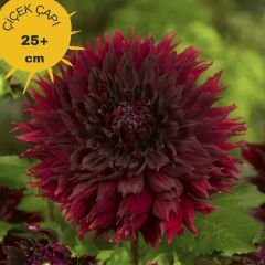 Kenora Macop - b Dev Dahlia Yıldız Çiçeği Kök - Dalya - Patates Çiçeği  - Bordo