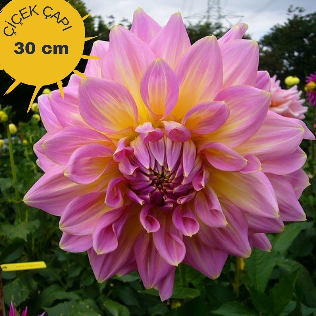 Strawberry Ice Dev Dahlia Yıldız Çiçeği Kök - Dalya - Patates Çiçeği  - Pembe Sarı