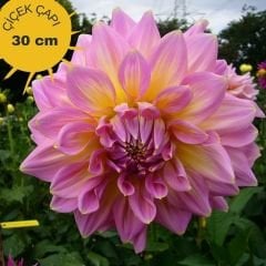 Strawberry Ice Dev Dahlia Yıldız Çiçeği Kök - Dalya - Patates Çiçeği  - Pembe Sarı