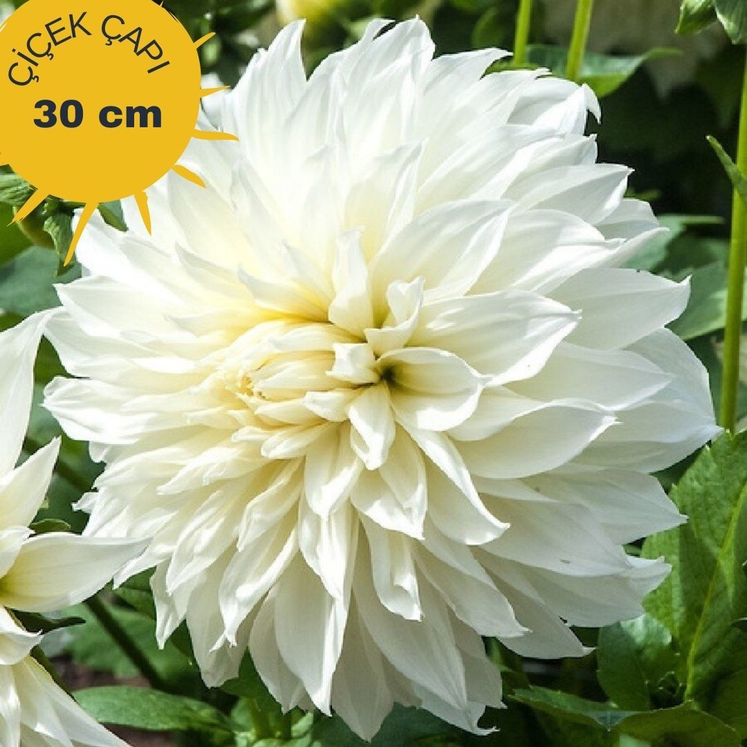 White Perfection Dev Dahlia Yıldız Çiçeği Kök - Dalya - Patates Çiçeği  - Beyaz
