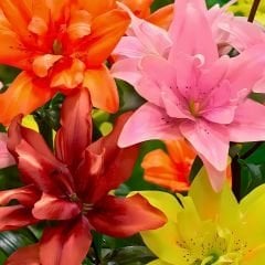 Double Asiatic Mixed Lilium - Asya Çift Karışımı Lilyum - Mix
