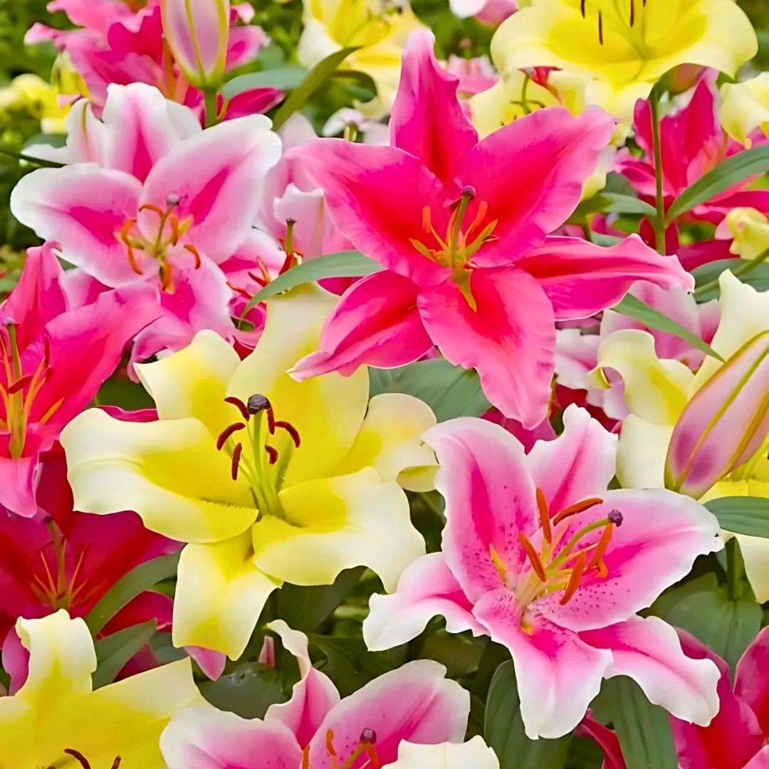 Oriantel Mixed Lilium - Oryantel Karışımı Lilyum - Mix