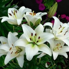 Turega Lilium White - Lilyum - Beyaz