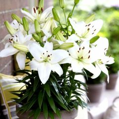 Turega Lilium White - Lilyum - Beyaz