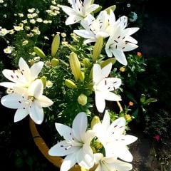 Turega Lilium White - Lilyum - Beyaz