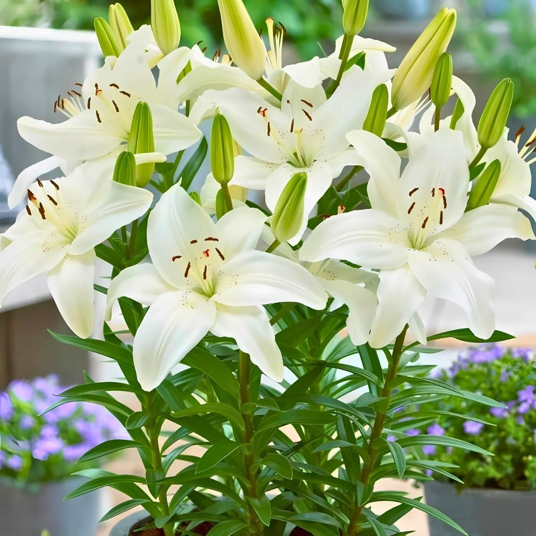 Turega Lilium White - Lilyum - Beyaz