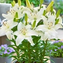 Turega Lilium White - Lilyum - Beyaz