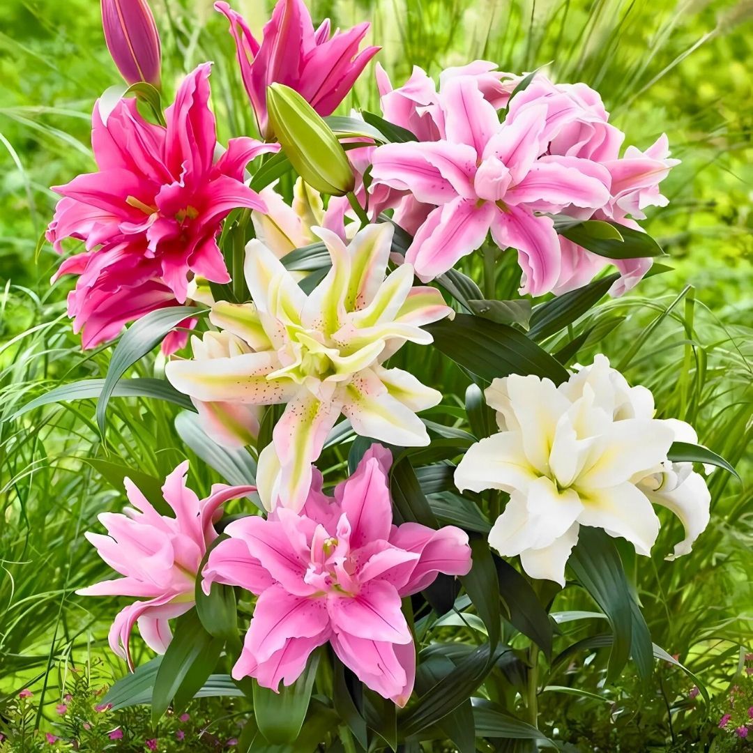ROSELILY DOUBLE ORIENTAL MIX Lilium - Roselily Çift Oryantal Karışım Lilyum - Mix