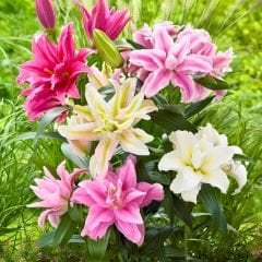 ROSELILY DOUBLE ORIENTAL MIX Lilium - Roselily Çift Oryantal Karışım Lilyum - Mix