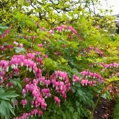 Dicentra Spectabilis Kök - Kanayan Kalpler Kök - Pembe Beyaz