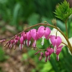 Dicentra Spectabilis Kök - Kanayan Kalpler Kök - Pembe Beyaz