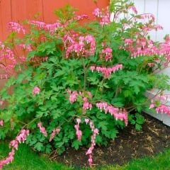 Dicentra Spectabilis Kök - Kanayan Kalpler Kök - Pembe Beyaz