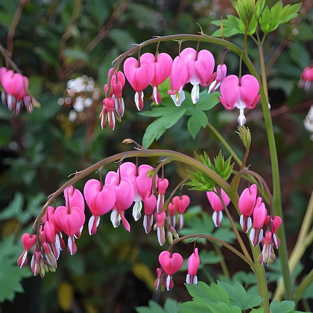 Dicentra Spectabilis Kök - Kanayan Kalpler Kök - Pembe Beyaz