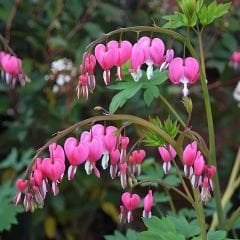 Dicentra Spectabilis Kök - Kanayan Kalpler Kök - Pembe Beyaz