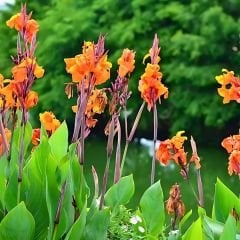 Canna Bulbs - Kana Çiçeği Soğanı - Turuncu