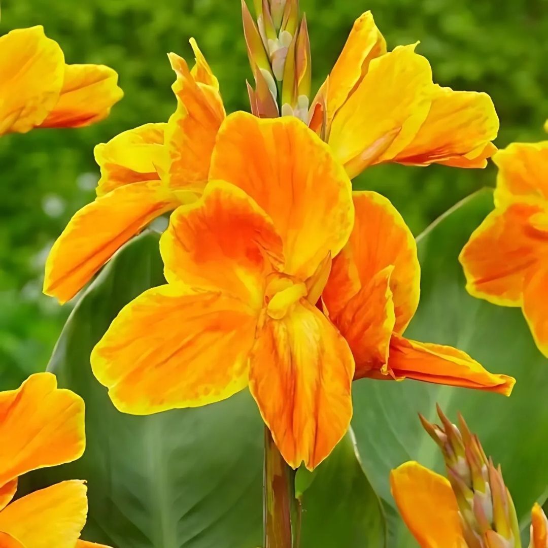 Canna Bulbs - Kana Çiçeği Soğanı - Turuncu