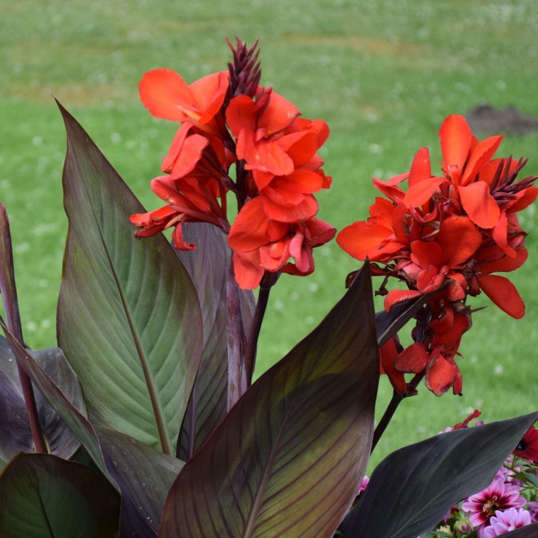 Canna Bulbs Crimson Beauty - Kana Çiçeği Soğanı - Kırmızı