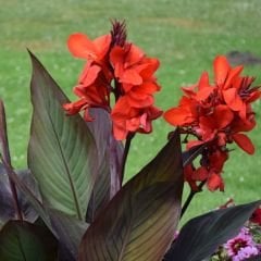 Canna Bulbs Crimson Beauty - Kana Çiçeği Soğanı - Kırmızı