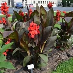 Canna Bulbs Crimson Beauty - Kana Çiçeği Soğanı - Kırmızı