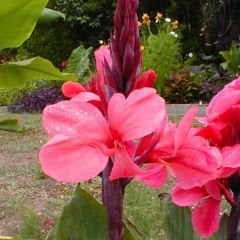 Canna Bulbs - Kana Çiçeği Soğanı - Pembe