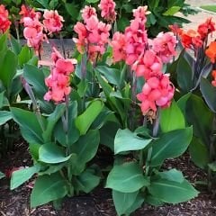 Canna Bulbs - Kana Çiçeği Soğanı - Pembe