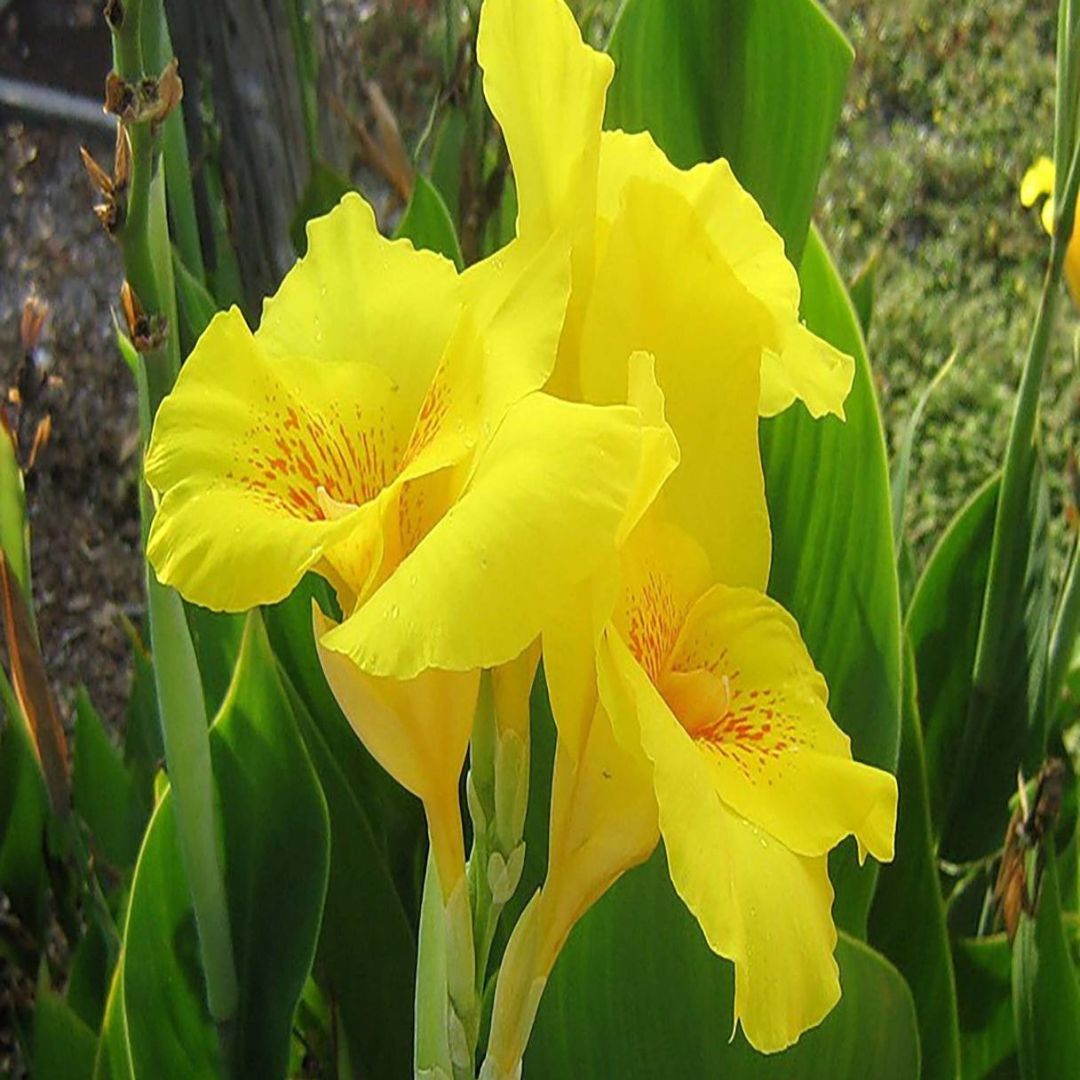 Canna Bulbs - Kana Çiçeği Soğanı - Sarı
