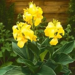 Canna Bulbs - Kana Çiçeği Soğanı - Sarı
