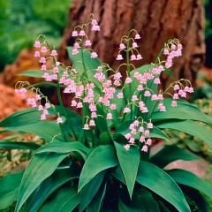 Convallaria Majalis Rosea - Müge Çiçeği Kök - Pembe