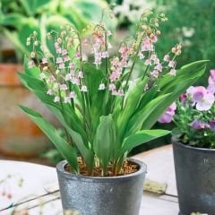 Convallaria Majalis Rosea - Müge Çiçeği Kök - Pembe