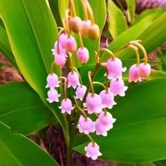 Convallaria Majalis Rosea - Müge Çiçeği Kök - Pembe