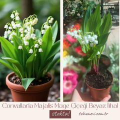 Convallaria Majalis Müge Çiçeği Beyaz İthal 25 cm