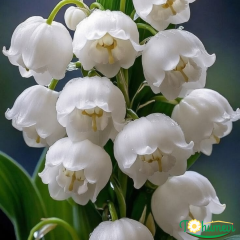 Convallaria Majalis Müge Çiçeği Beyaz İthal 25 cm