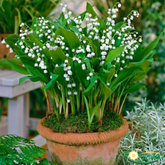 Convallaria Majalis Müge Çiçeği Beyaz İthal 25 cm