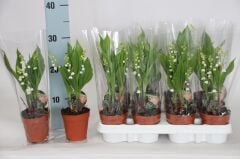 Convallaria Majalis Müge Çiçeği Beyaz İthal 25 cm