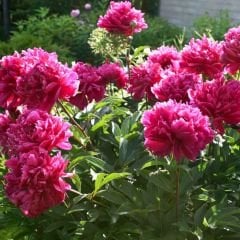 Paeonia Lactiflora Karl Rosenfield Kök - Duble Katlı Ağaç Şakayık Kök İthal - Fuşya