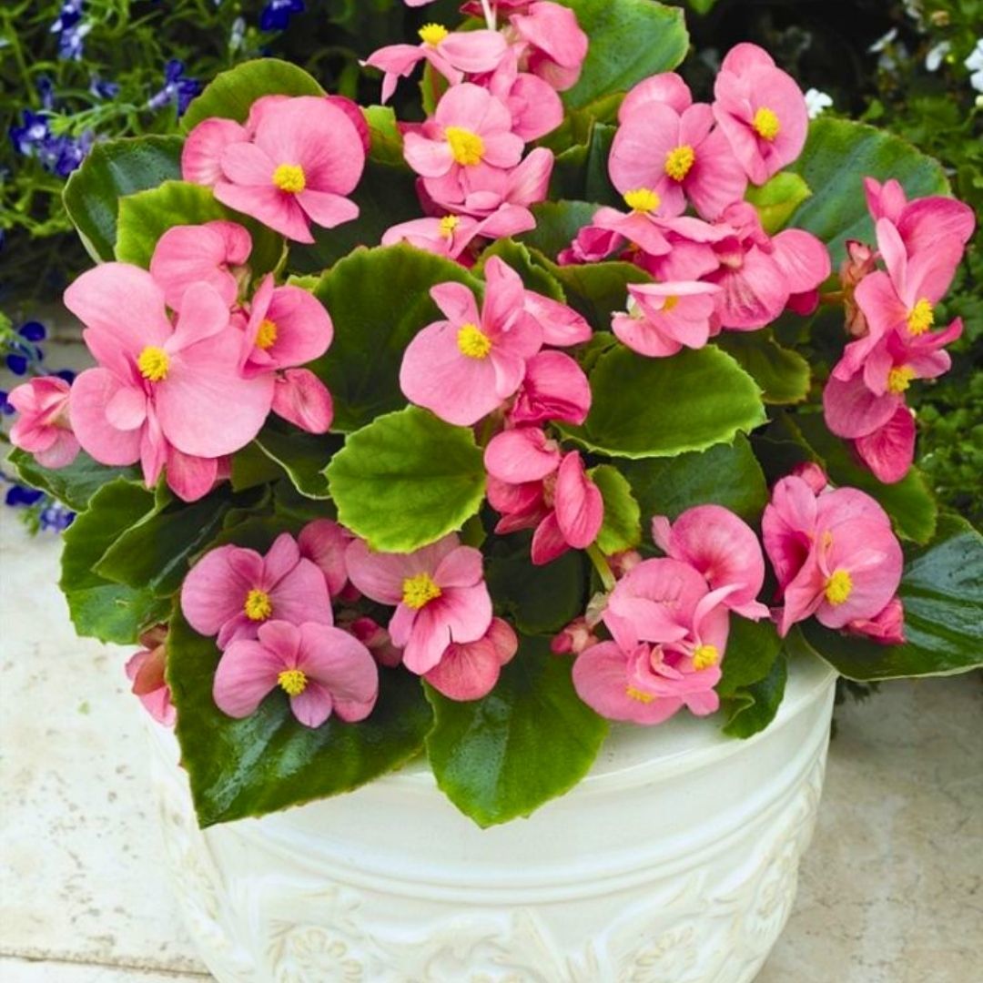 Begonya - Pembe - Küçük Hanım Çiçeği Fidesi - begonia