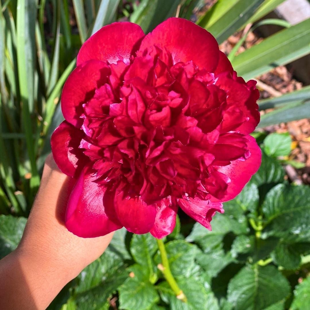 Paeonia Red Charm Kök - Duble Katlı Ağaç Şakayık Kök İthal - Kırmızı