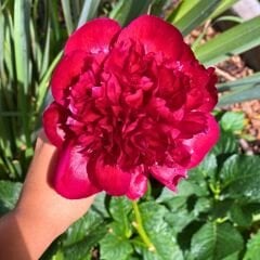 Paeonia Red Charm Kök - Duble Katlı Ağaç Şakayık Kök İthal - Kırmızı