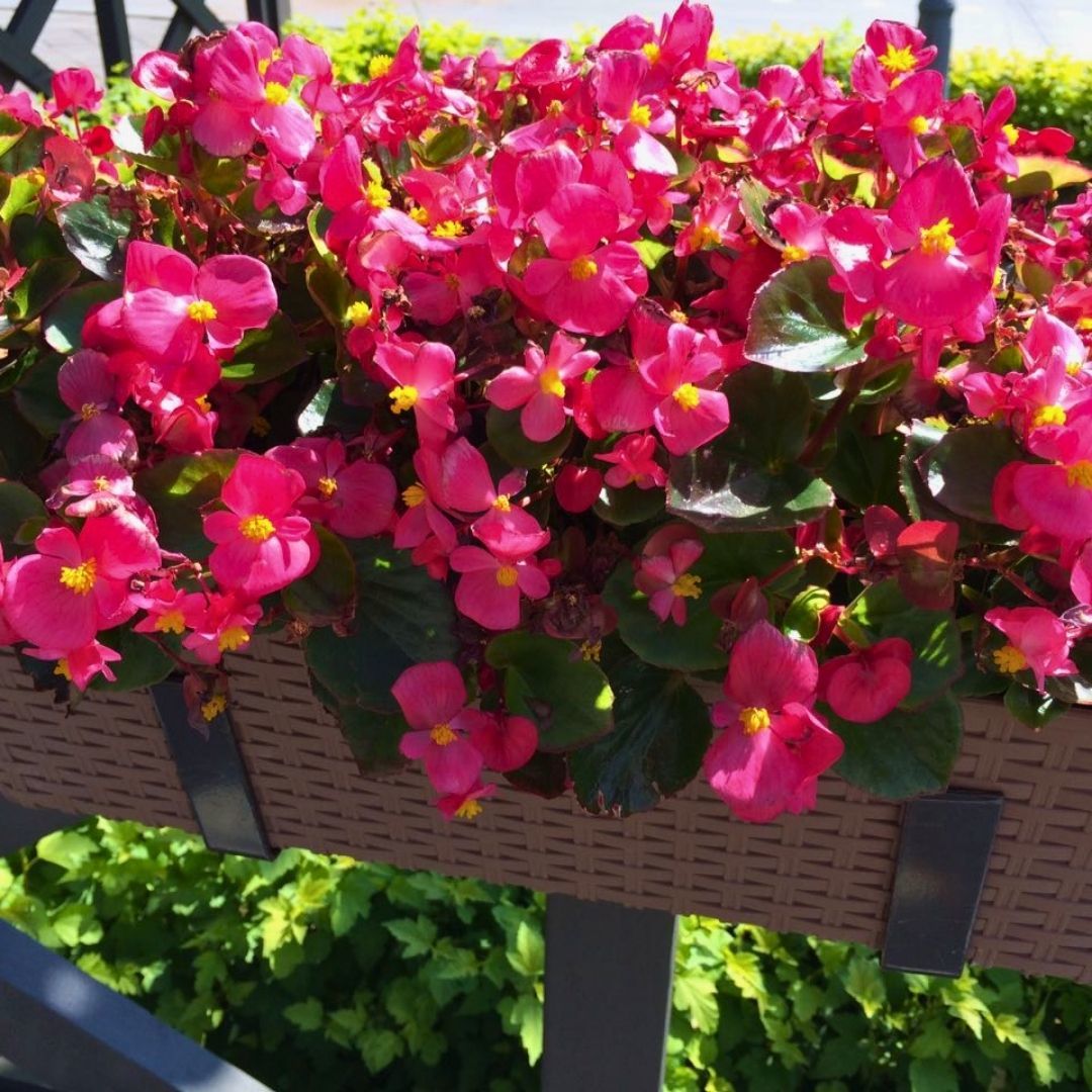 Begonya - Fuşya - Küçük Hanım Çiçeği Fidesi - begonia