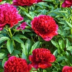 Paeonia Red Charm Kök - Duble Katlı Ağaç Şakayık Kök İthal - Kırmızı