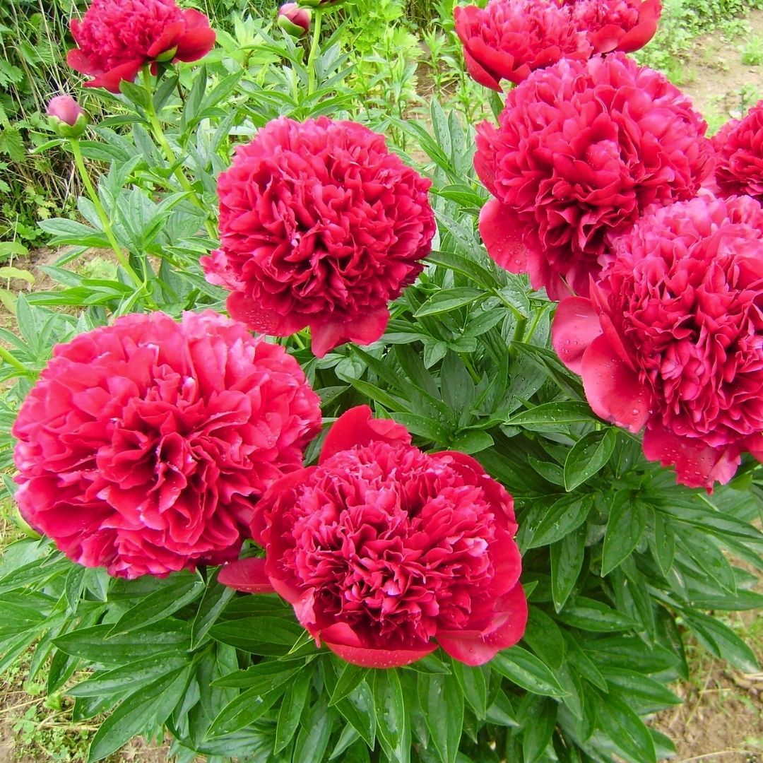 Paeonia Red Magic Kök - Duble Katlı Ağaç Şakayık Kök İthal - Kırmızı