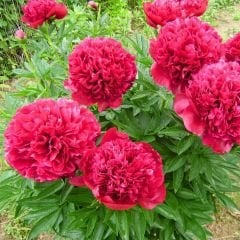 Paeonia Red Charm Kök - Duble Katlı Ağaç Şakayık Kök İthal - Kırmızı
