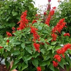 ﻿Ateş Çiçeği Fidesi Kırmızı - Salvia Splendens - Kızıl Adaçayı