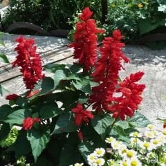 ﻿Ateş Çiçeği Fidesi Kırmızı - Salvia Splendens - Kızıl Adaçayı