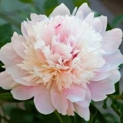 Paeonia Alertie Kök - Duble Katlı Ağaç Şakayık Kök İthal - Beyaz ebruli