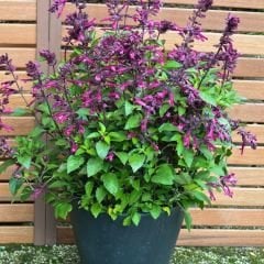 ﻿Ateş Çiçeği Fidesi Mor - Salvia Splendens - Kızıl Adaçayı
