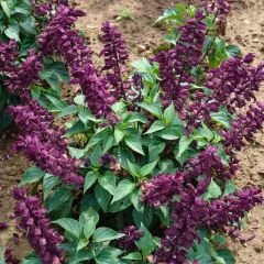 ﻿Ateş Çiçeği Fidesi Mor - Salvia Splendens - Kızıl Adaçayı