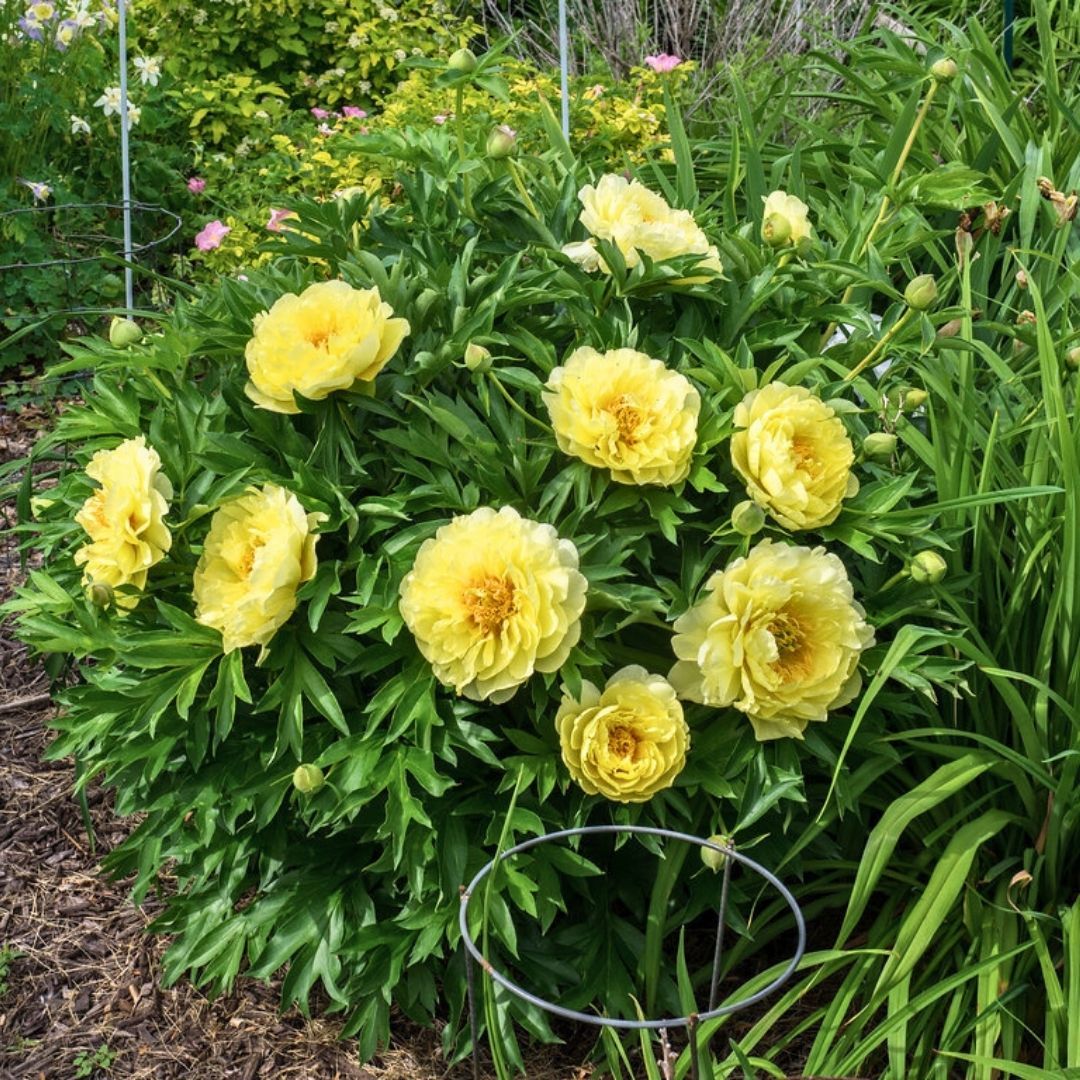 Paeonia Bartzella Kök - Duble Katlı Ağaç Şakayık Kök İthal - Sarı